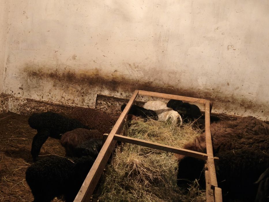 Қозылы қой, саулық