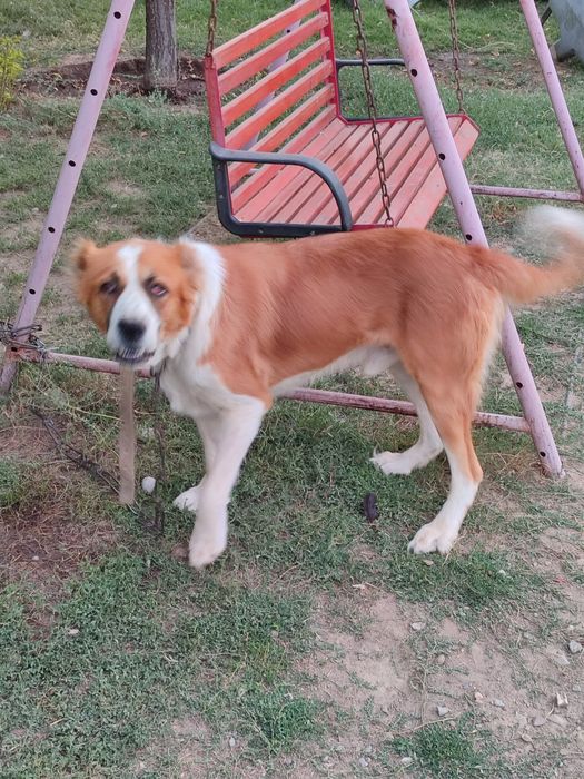 Қазақы төбет иттер