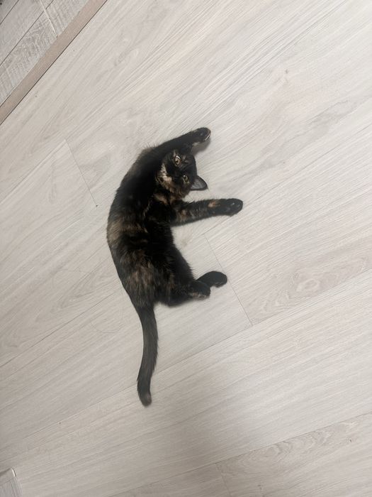 Котенка в добрые надежные руки