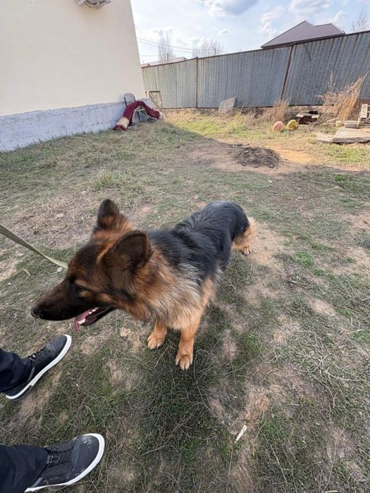 Собака, немецкая овчарка