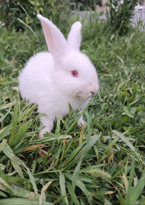 Продается зайчик Чирчик 50 тсч