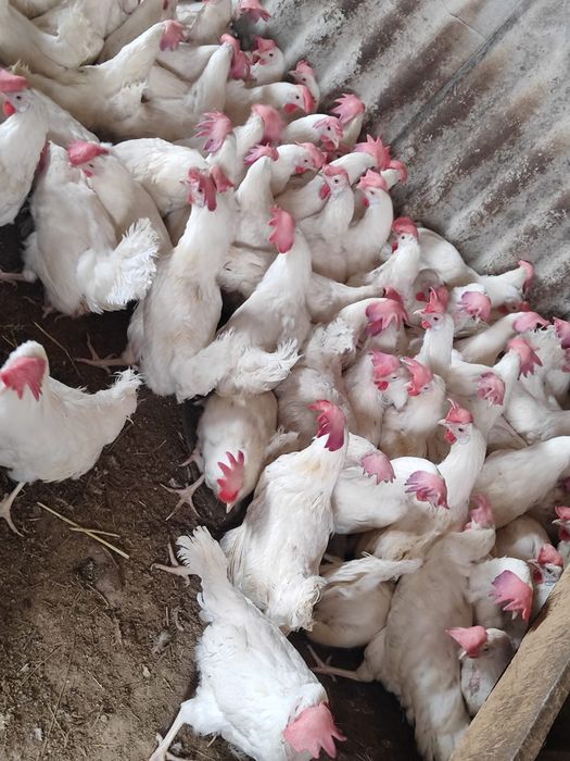 Продается курица