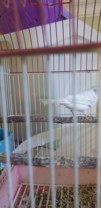 Самцы канареек взрослые очень красивая песня