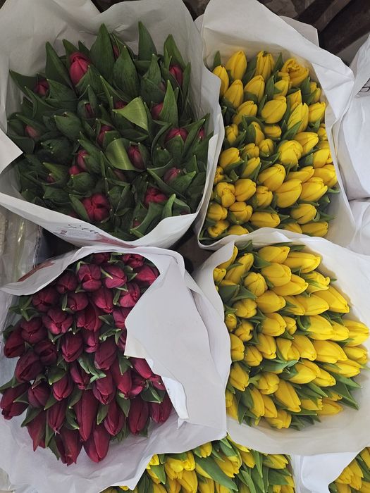 Цветы . Тюльпаны