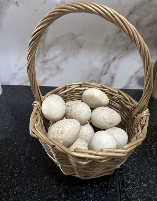 Инкуоационные яица индейки - отличное качество для успешного вывода!