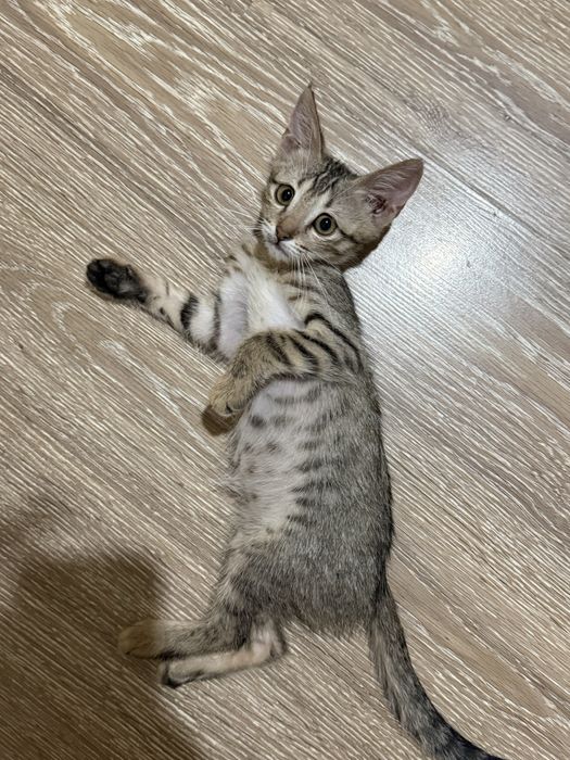 пристраивается котенок мальчик