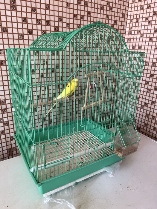 Продам Попугая Домашнего Срочно