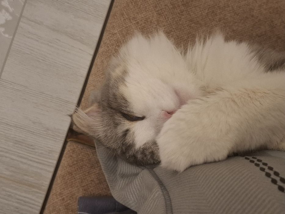 Породистый кот для вязки.