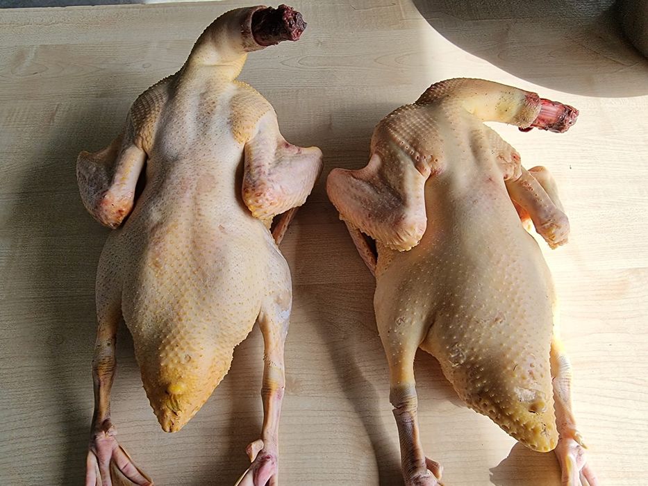 Pui și rațe de casă