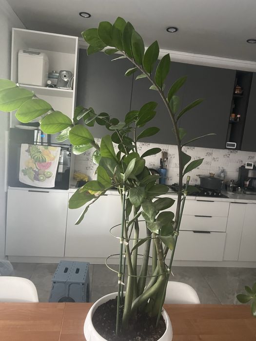 Цветы комнатные большие