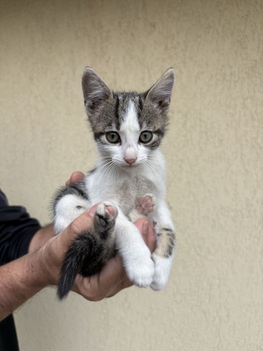 Котенца на 2 месеца