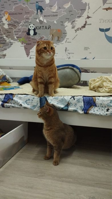 Бронь шотланских котят