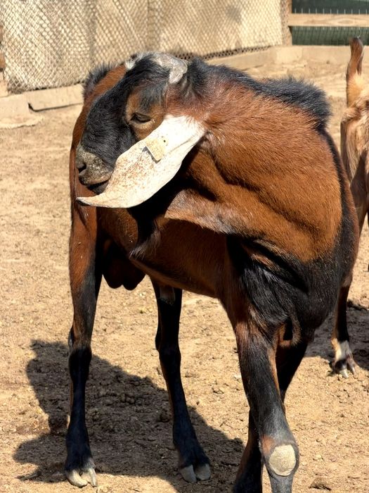Vând țap Anglo Nubian cu pedigree