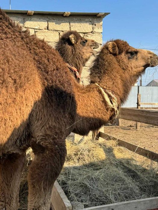Сүтті түйе сатылады! Аруана мен нар тұқымы