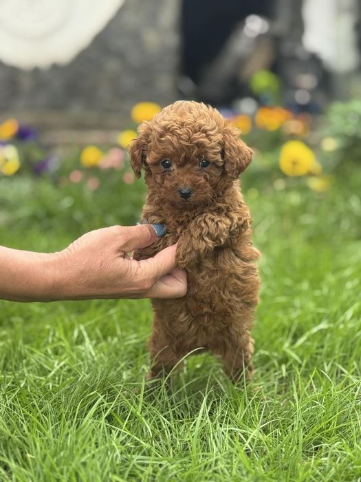 Пудел Той/Poodle Toy
