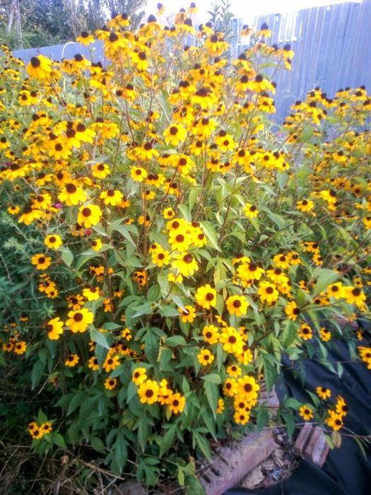 Продаю многолетние цветы дёшево