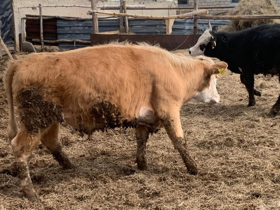 Ірі қара малдар сатылады.