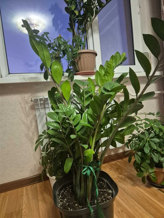 Долларовое дерево