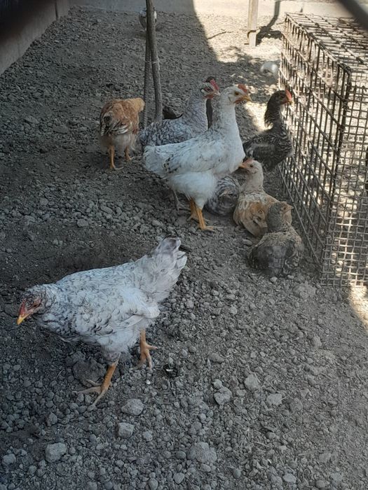 Продам домашних цыплят