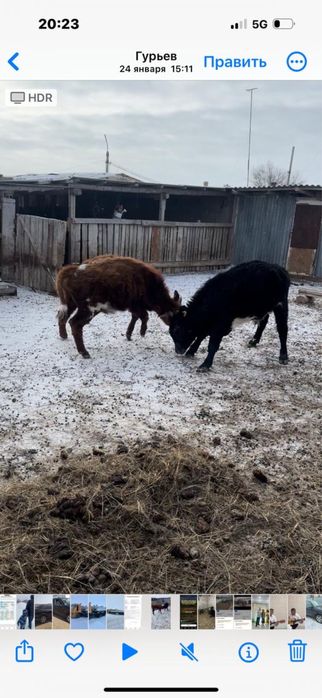 2025  баспактары