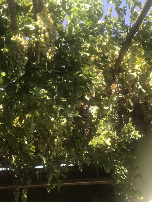 Оладиганлар телефон килинглар