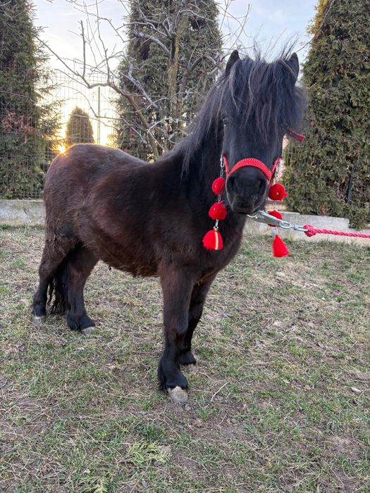 Vand ponei adus din Polonia