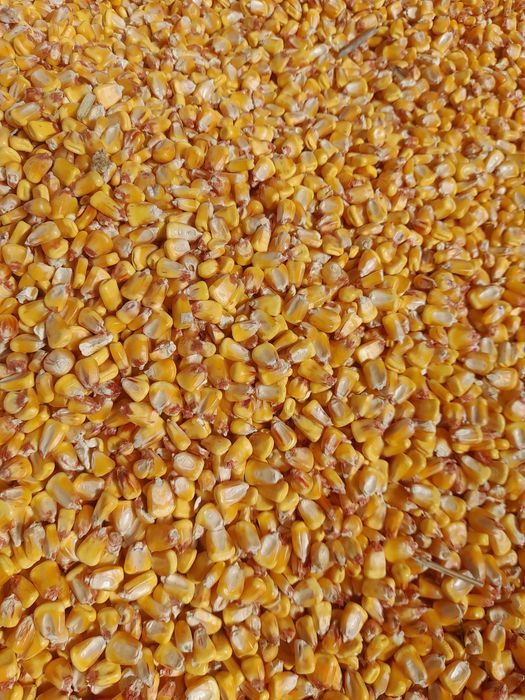 Vand porumb,orz,grau si foloarea soarelui