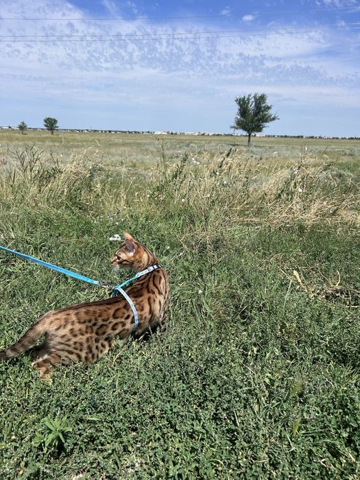 Вязка бенгальской кошки, нужен кот