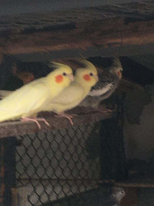 Продават се пауни,папагали