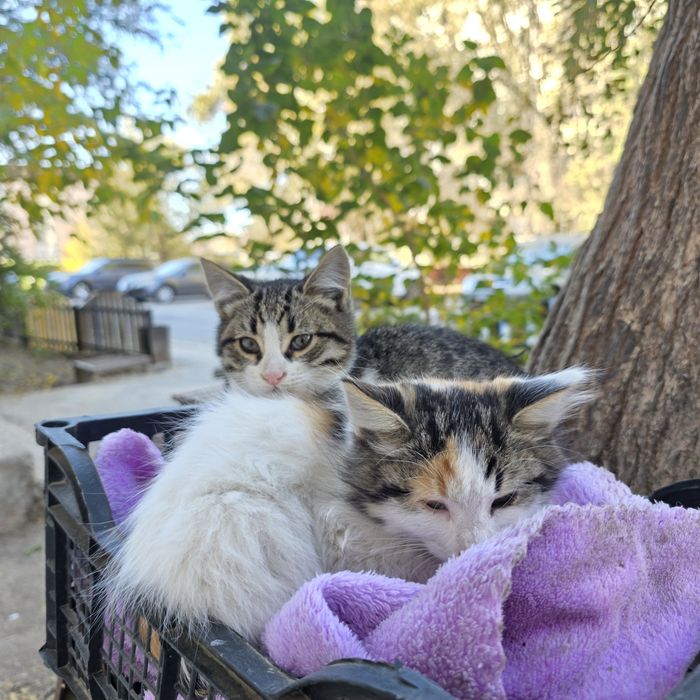Котята в добрые руки.