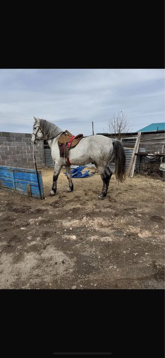 Продам жеребца .