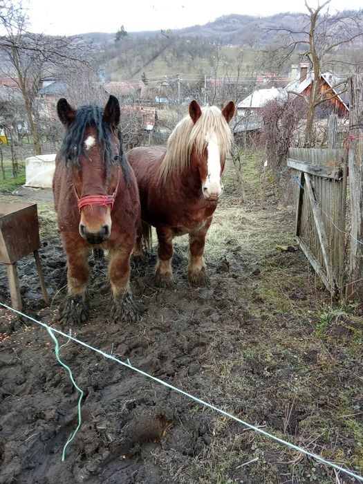 Armăsar Belgian de vânzare