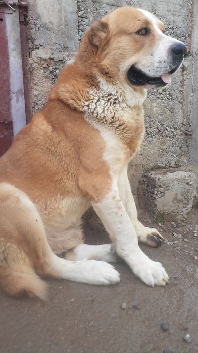 Кобель.. Для Вязки.. Төбет. САО