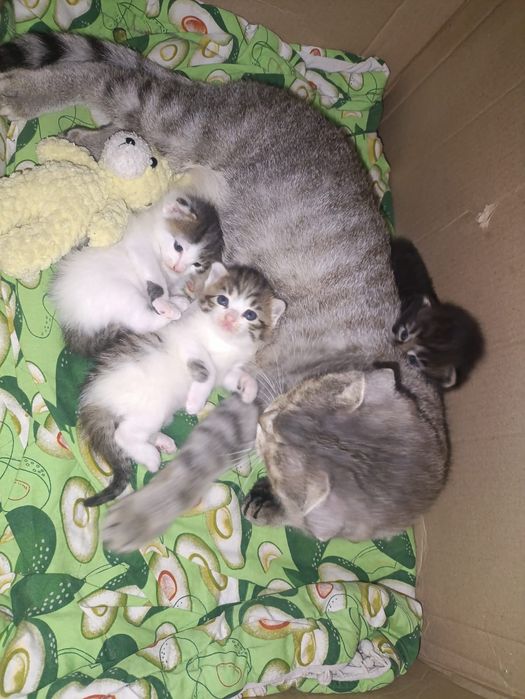 отдам котят в добрые руки