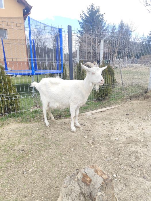 Capră sannen de lapte