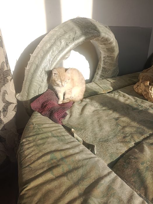 Отдам в хорошие руки