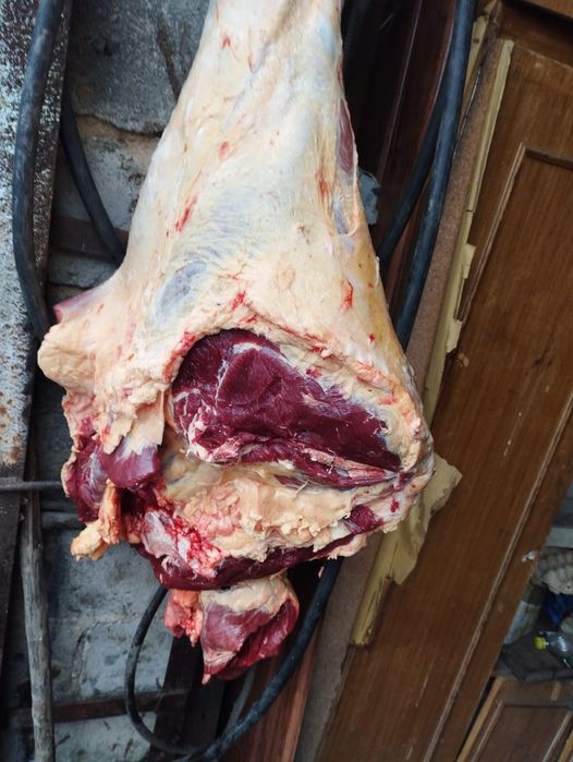 Жылқы  жылқы жылқы