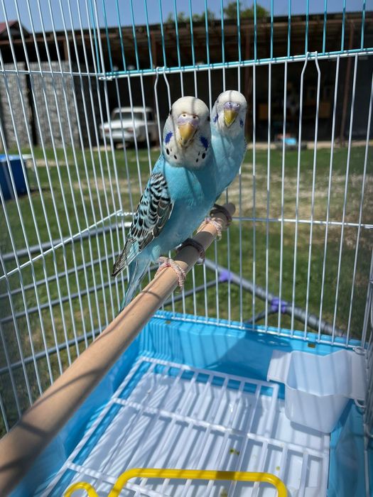 Продам пара попугай с клеткой