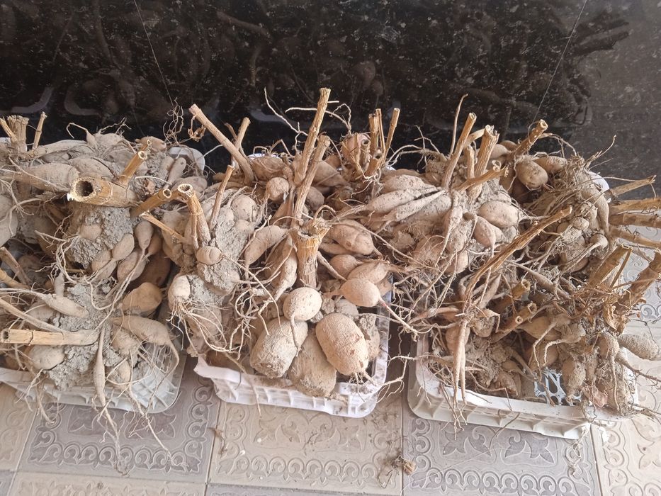 Цветы Георгины !!