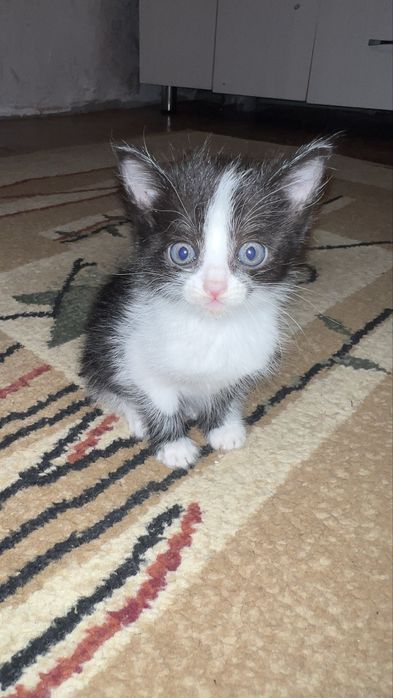 Отдам котят в хорошие руки
