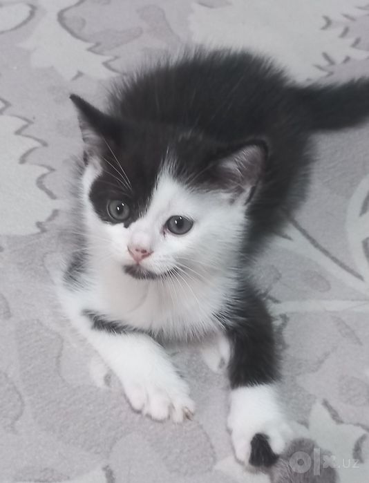 Продаются  шотландские котята Скотиш  страйт Скотиш фолд