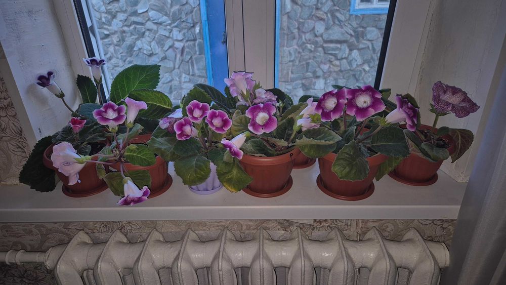 цветы комнатные и декоративные