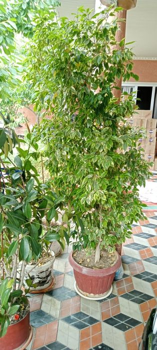 Комнатные растения