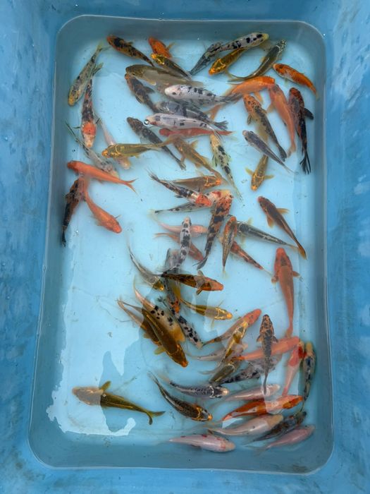 Crap koi standard si butterfly