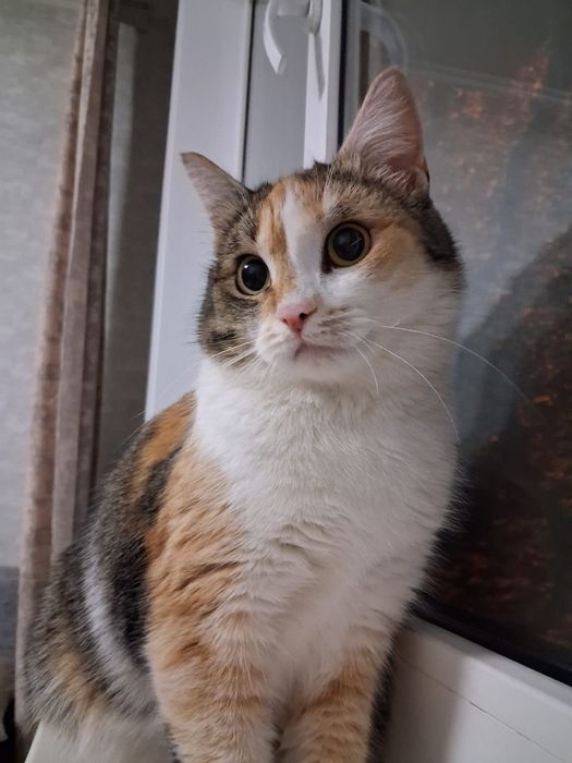 Кошка в добрые руки