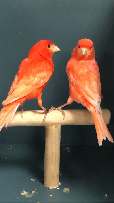 Канареки пара Турция