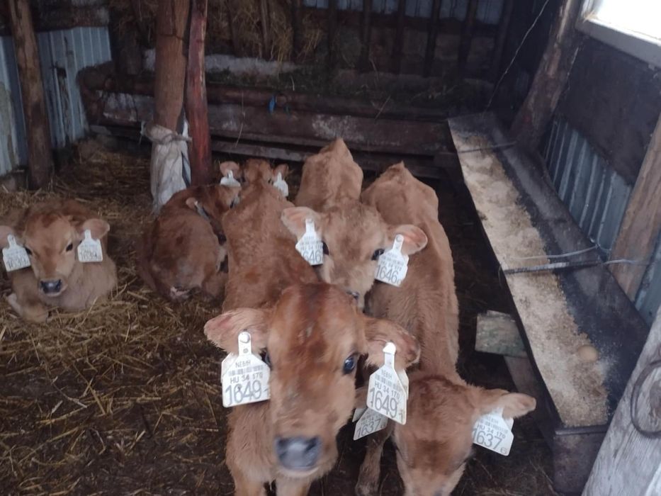 Vând 6 tăurași-  Craidorolt