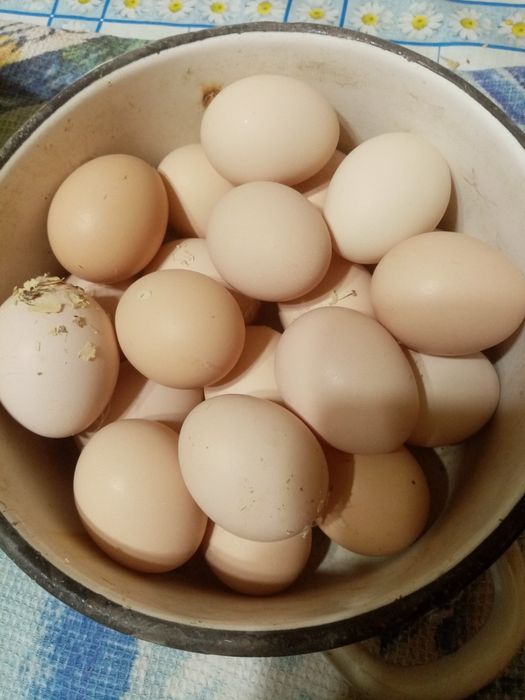Домашние куринные яйца