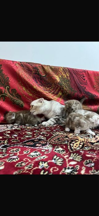 Шотланские котята 55.000
