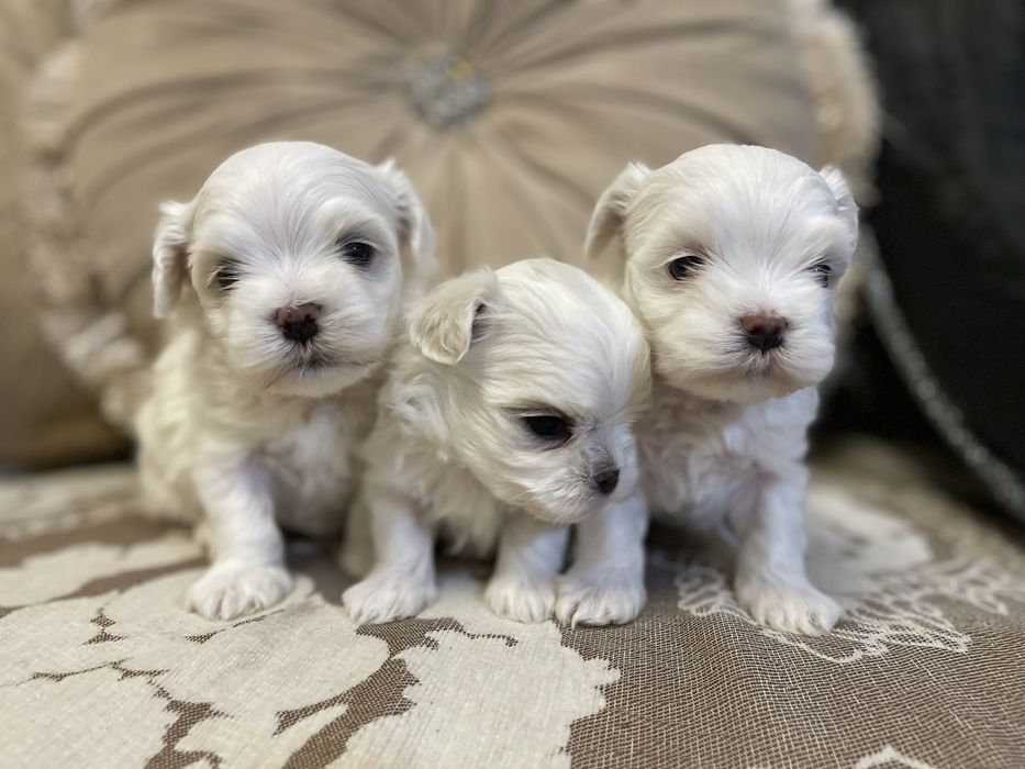 Лучший подарочек это «Я».